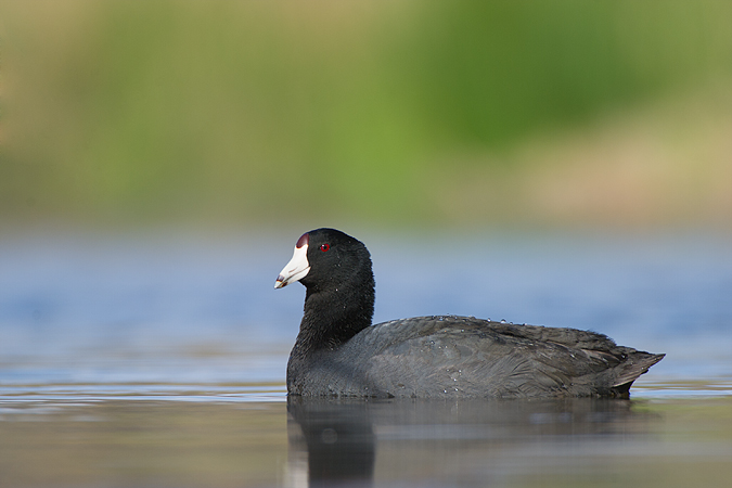 American Coot American Coot