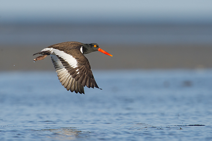 American Oystercatcher American Oystercatcher