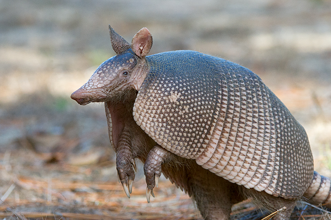 Nine-banded Armadillo Nine-banded Armadillo