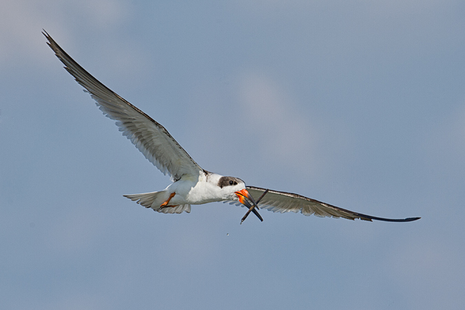 Black Skimmer Black Skimmer