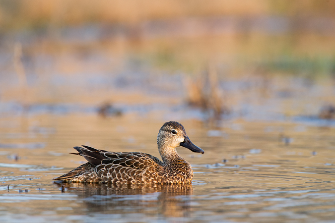 Blue-winged Teal Blue-winged Teal