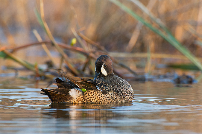 Blue-winged Teal Blue-winged Teal