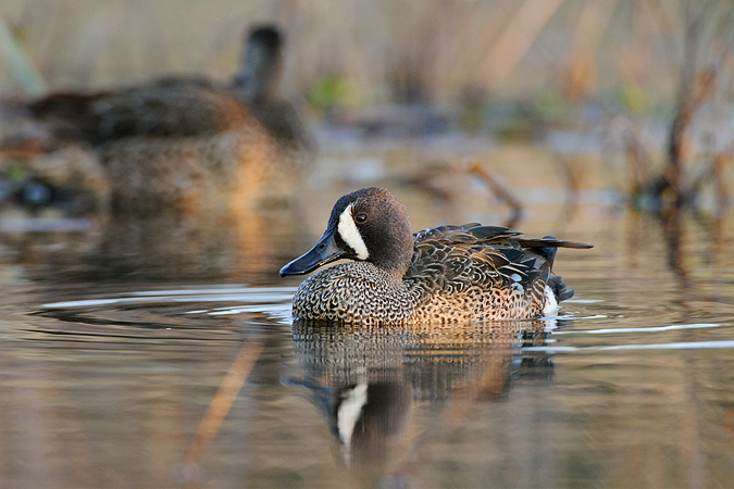 Blue-winged Teal Blue-winged Teal