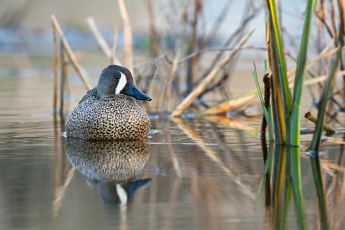 Blue-winged Teal Blue-winged Teal