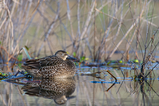 Blue-winged Teal Blue-winged Teal