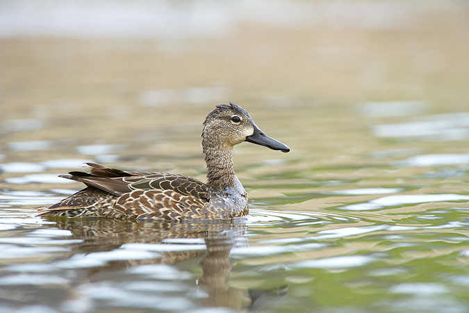 Blue-winged Teal Blue-winged Teal