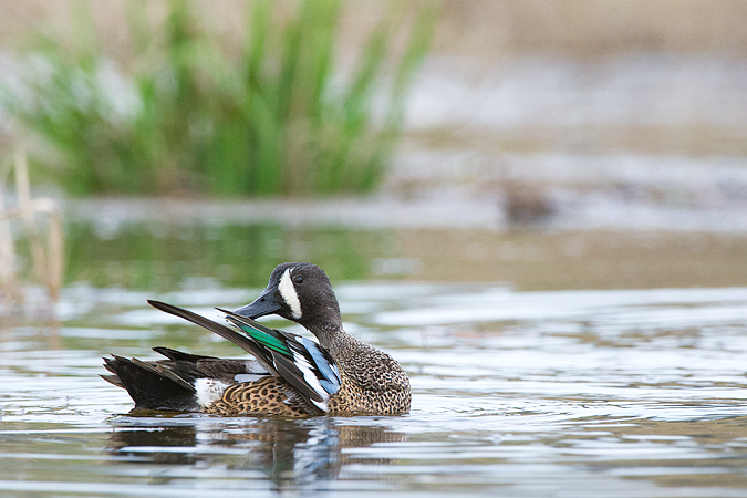 Blue-winged Teal Blue-winged Teal