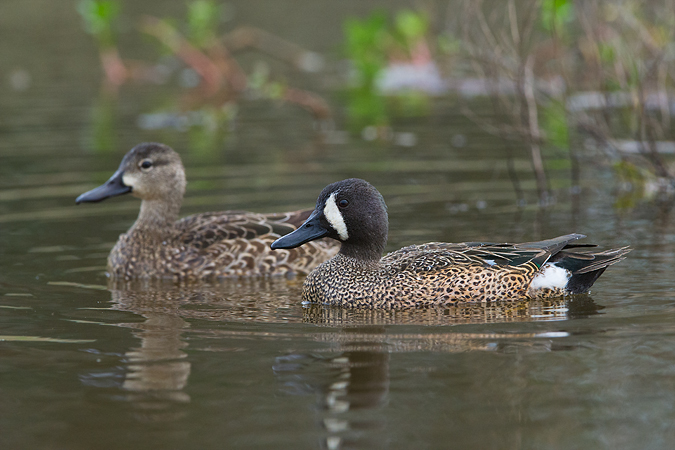 Blue-winged Teal Blue-winged Teal