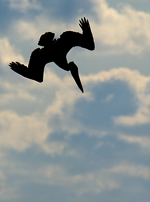 Brown Pelican