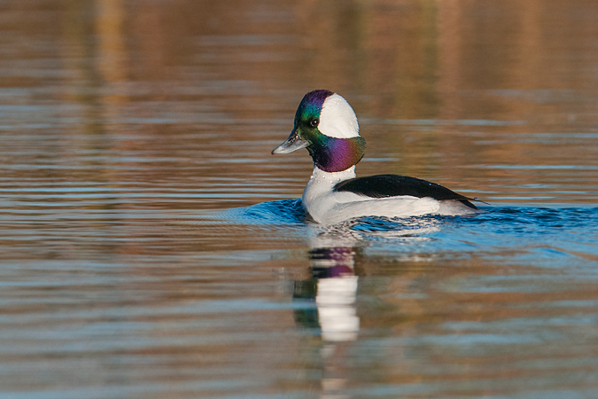 Bufflehead Bufflehead