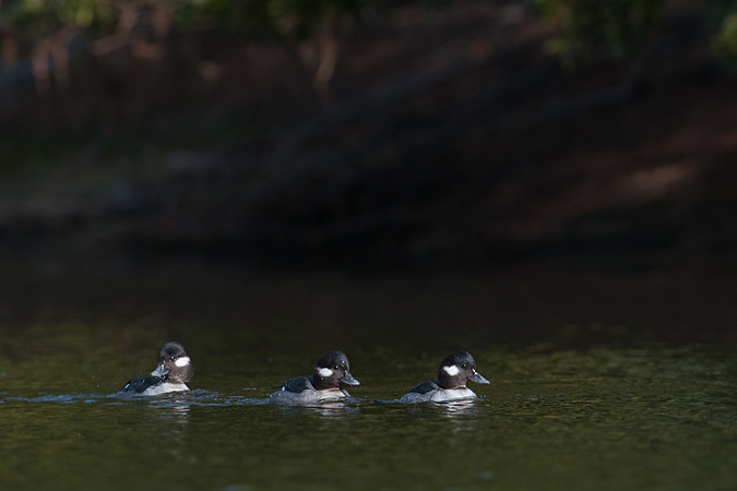 Bufflehead Bufflehead