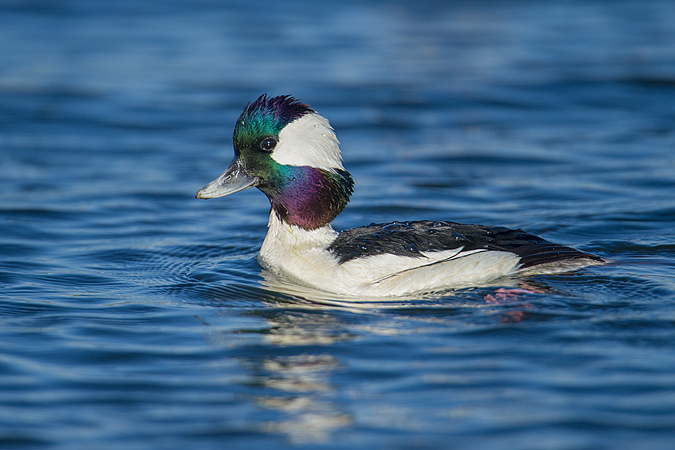 Bufflehead Bufflehead