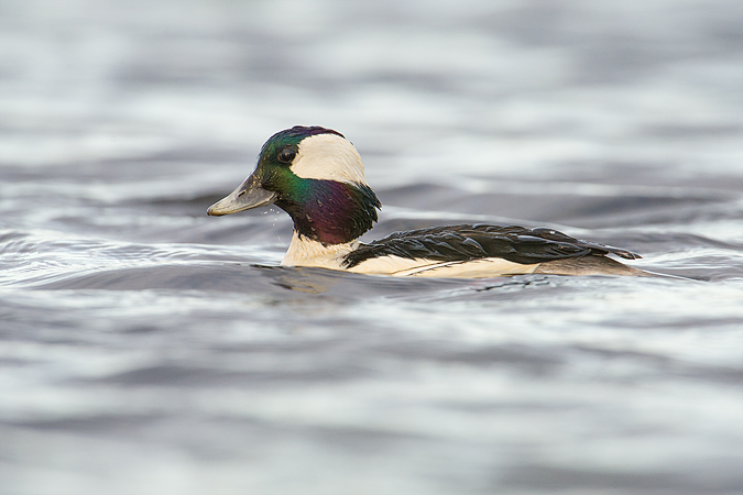 Bufflehead Bufflehead