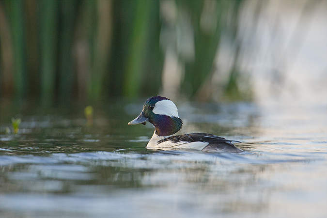 Bufflehead Bufflehead