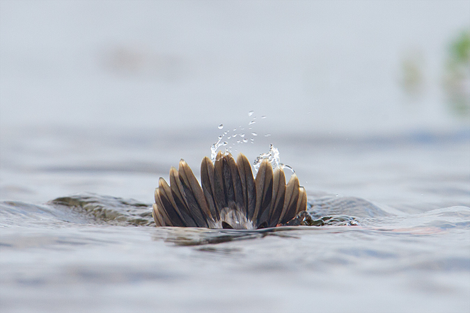 Bufflehead Bufflehead