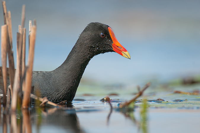 Common Moorhen Common Moorhen