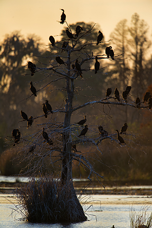 Cormorant Tree