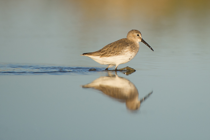 Dunlin