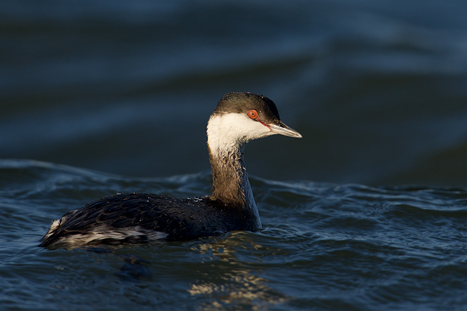 Horned Grebe