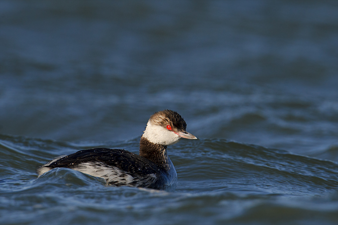 Horned Grebe