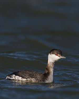 Horned Grebe
