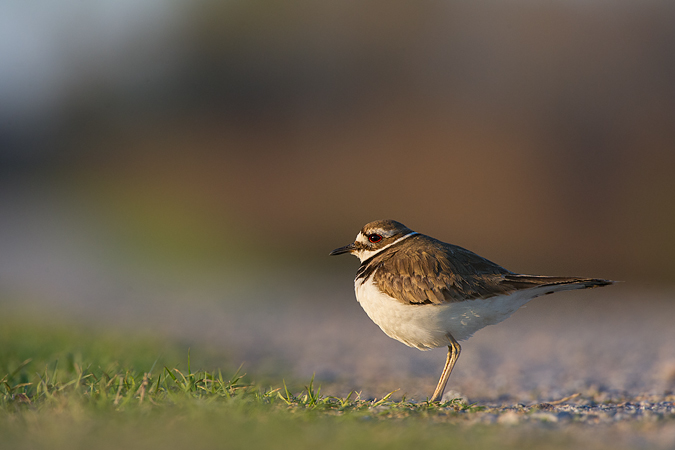 Killdeer Killdeer