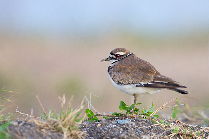 Killdeer Killdeer