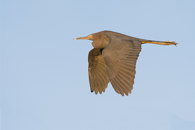 Little Blue Heron Little Blue Heron