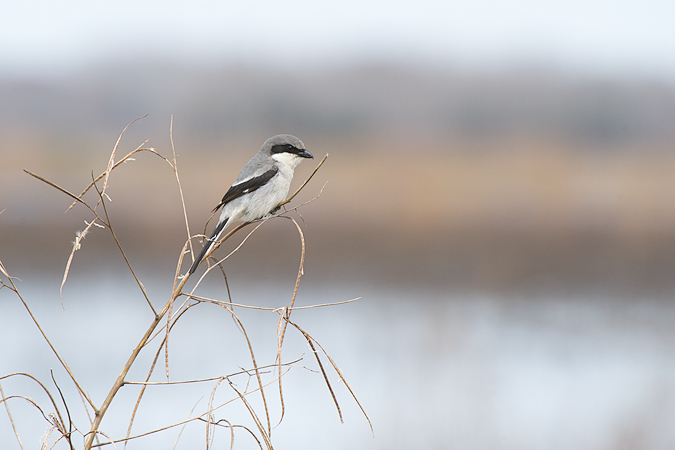 Loggerhead Shrike Loggerhead Shrike