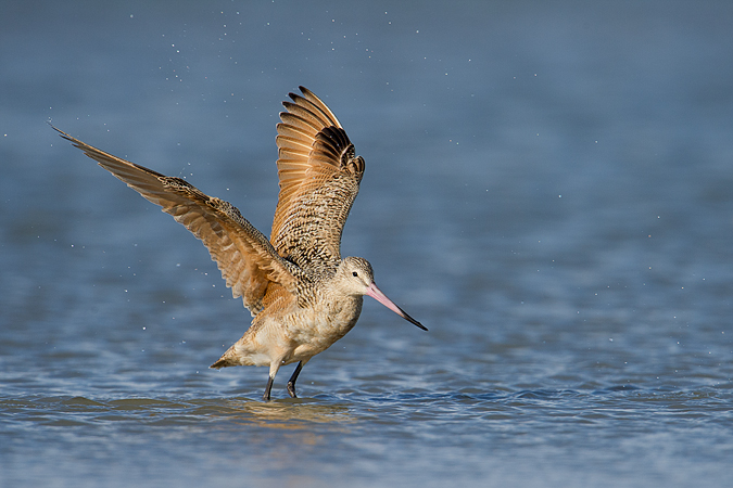 Marbled Godwit Marbled Godwit