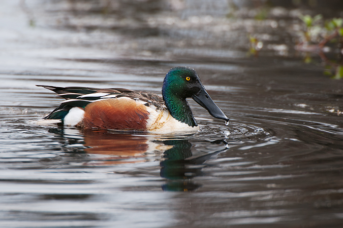 Northern Shoveler Northern Shoveler