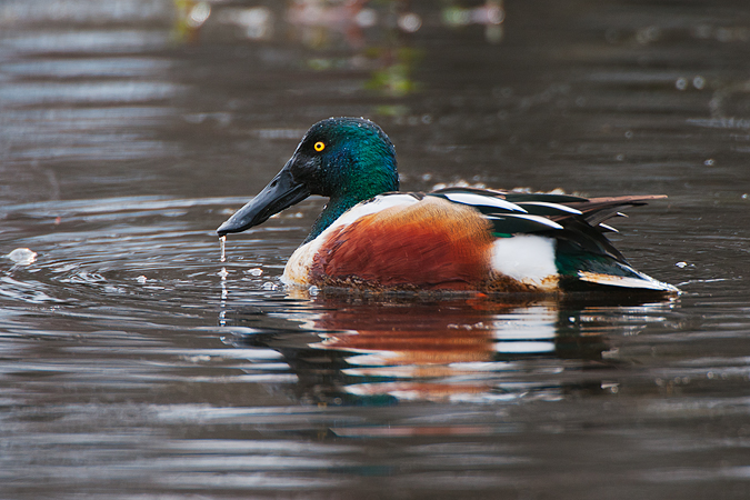 Northern Shoveler Northern Shoveler