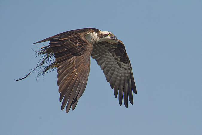Osprey Osprey