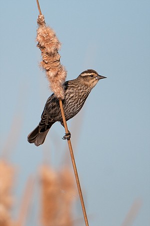 Red-winged Blackbird Red-winged Blackbird