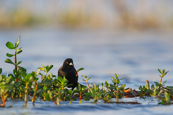 Red-winged Blackbird Red-winged Blackbird