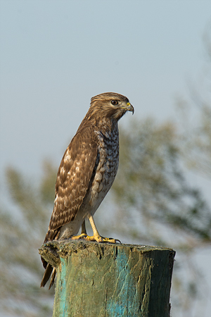 Red-shouldered Hawk