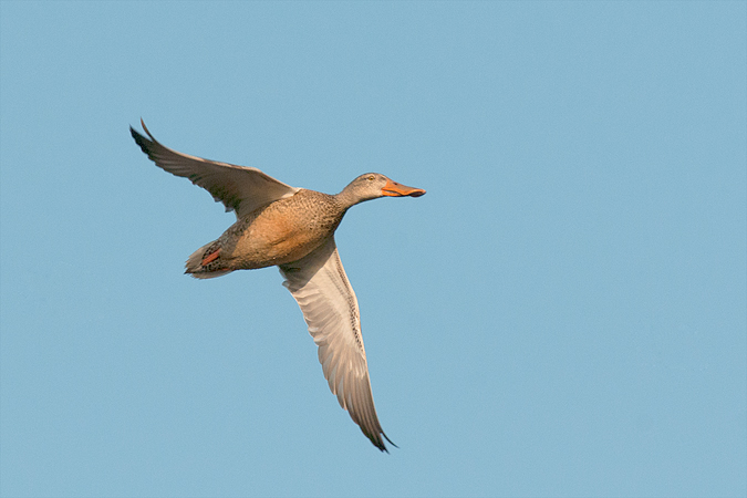 Northern Shoveler Northern Shoveler