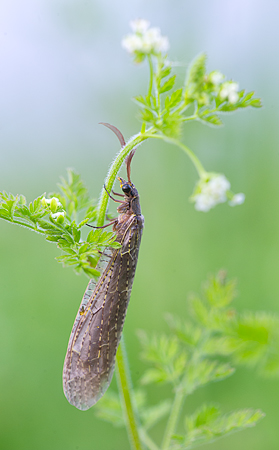 Summer Fishfly Summer Fishfly