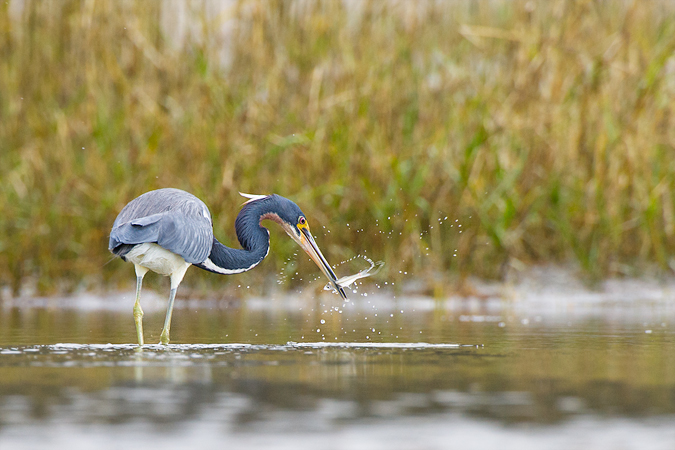 Tricolored Heron