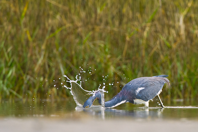 Tricolored Heron