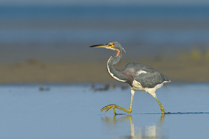 Tricolored Heron