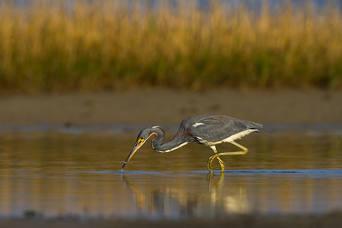 Tricolored Heron
