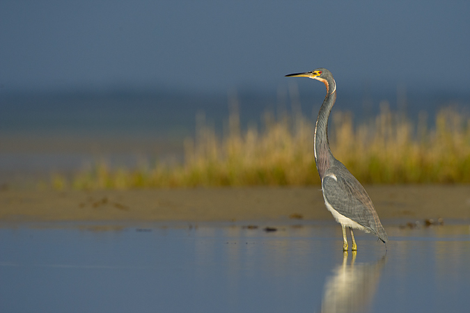 Tricolored Heron