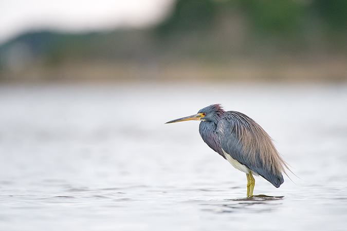 Tricolored Heron Tricolored Heron