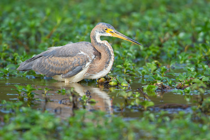 Tricolored Heron Tricolored Heron