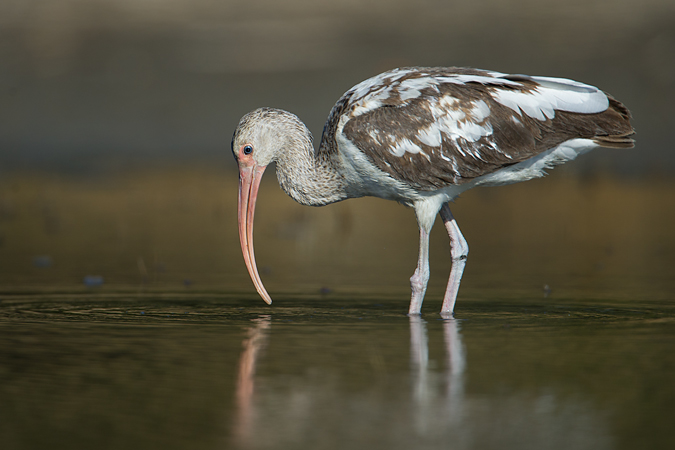 White Ibis