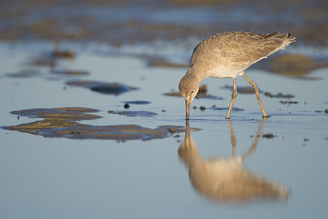 Willet