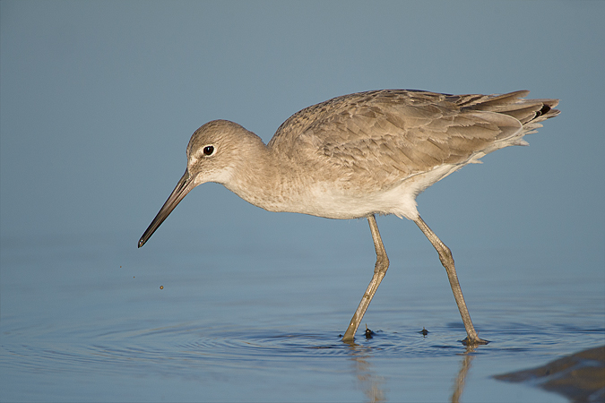 Willet