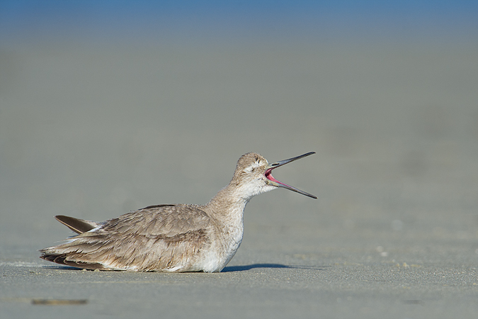 Willet Willet
