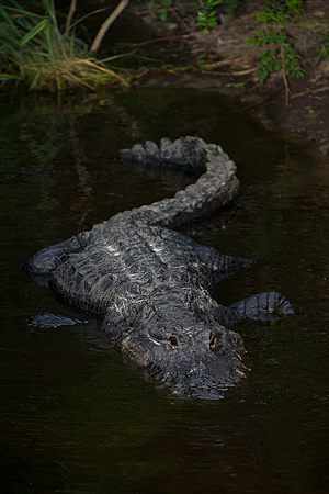 American Alligator American Alligator